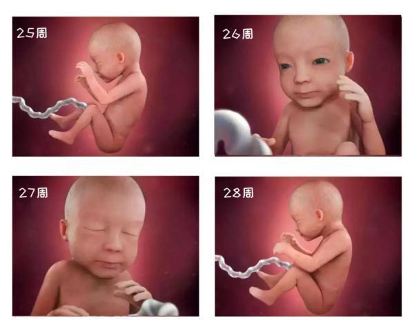 由受精到新生儿，胎宝宝怎么成长的？一组过程图带你探索生命奥秘