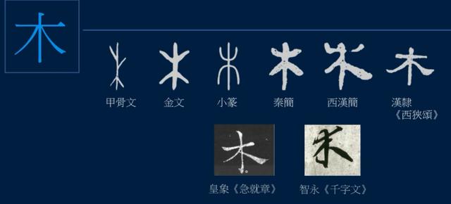 一开始就是描写一棵树,上面有分枝,下面有树根,象形字