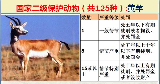 国家二级保护动物有哪些