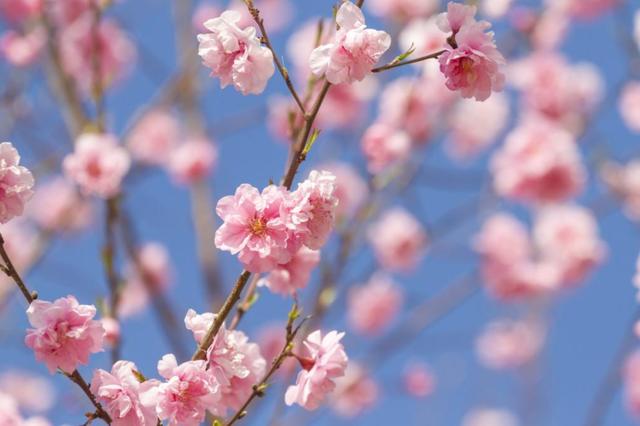 「原创诗词」万里云 | 惜春欲赋诗心老 辛丑仲春十词