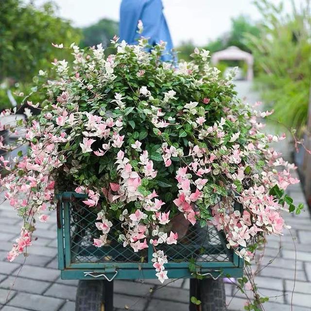 花叶络石