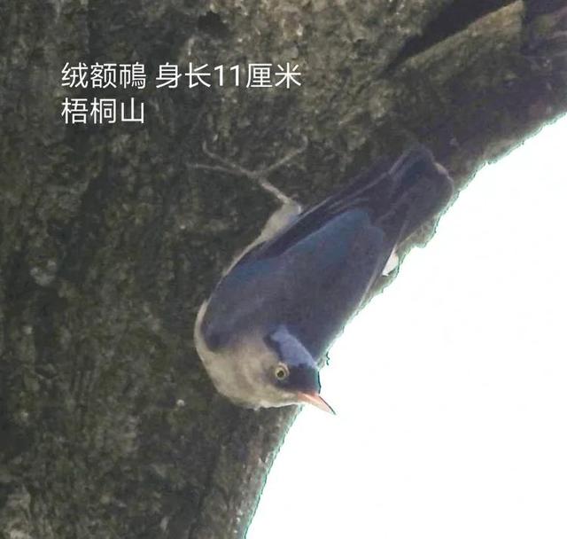 绒额鳾