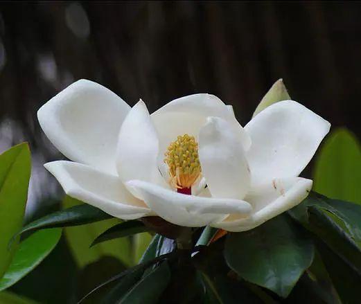 荷花玉兰 荷花玉兰（荷花玉兰类似植物） 生活