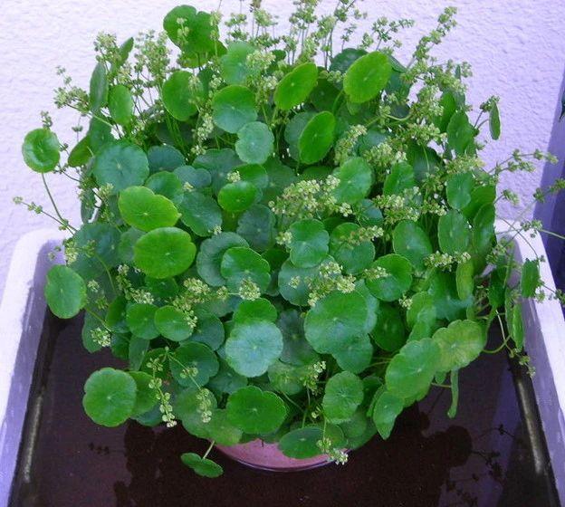 铜钱草怎么养（水陆两栖的铜钱草三大养殖方法）