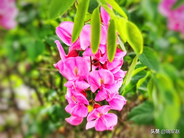 红花槐 红花槐（红花槐树图片） 生活