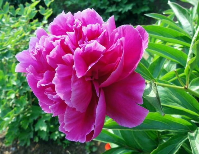 芍药花