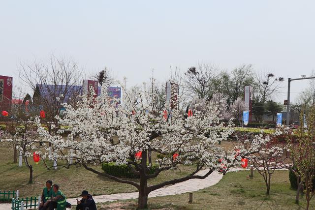 魏县梨花节 魏县梨花节（魏县梨花节是什么时间） 生活