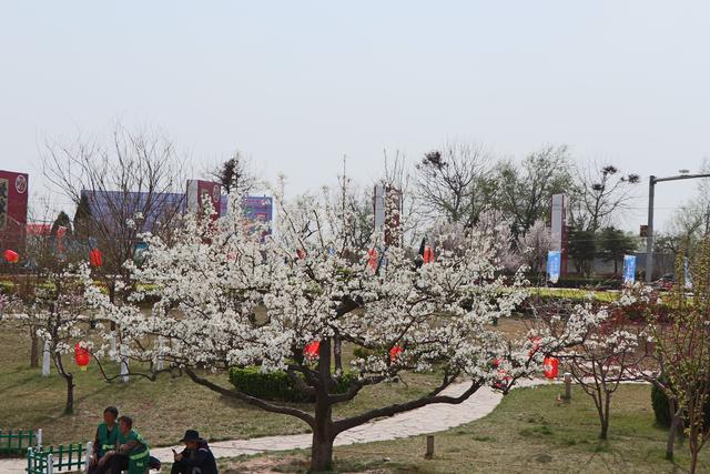 【邯郸魏县梨花节开幕了】一年一度的魏县梨花节开幕了,魏县全县人民