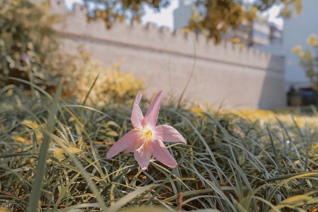 一曲后庭花两世亡国君 隋炀帝杨广 还是活成了他最不喜欢的样子 新闻时间