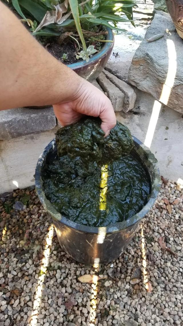 花生油过滤机的渣子能喂鱼吗