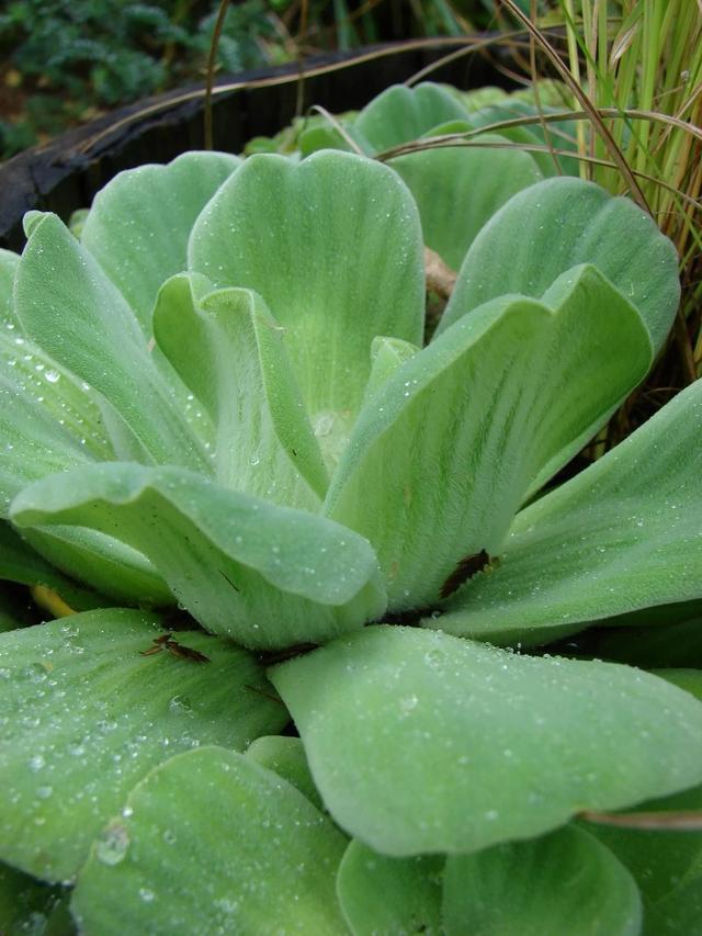 常见水生植物