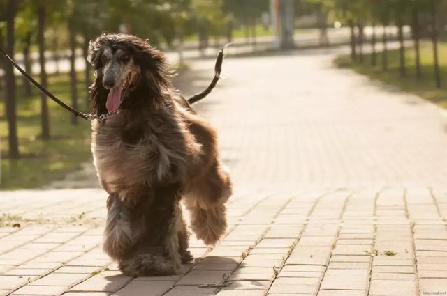 阿富汗猎犬图片