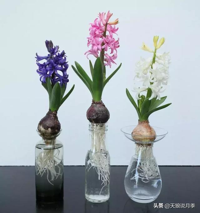 风信子水培方法