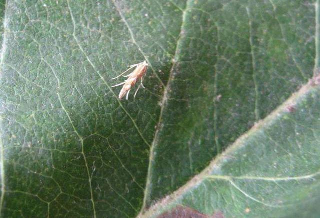 樱桃种植常见虫害，田间实拍图片，果农可选择这些防治方案7