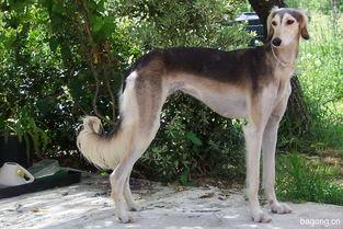 saluki