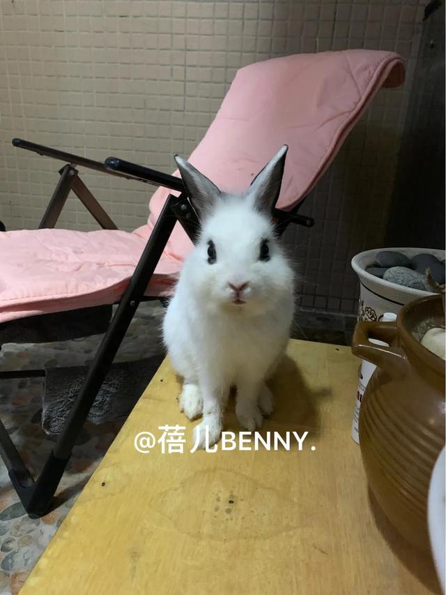 侏儒兔价格