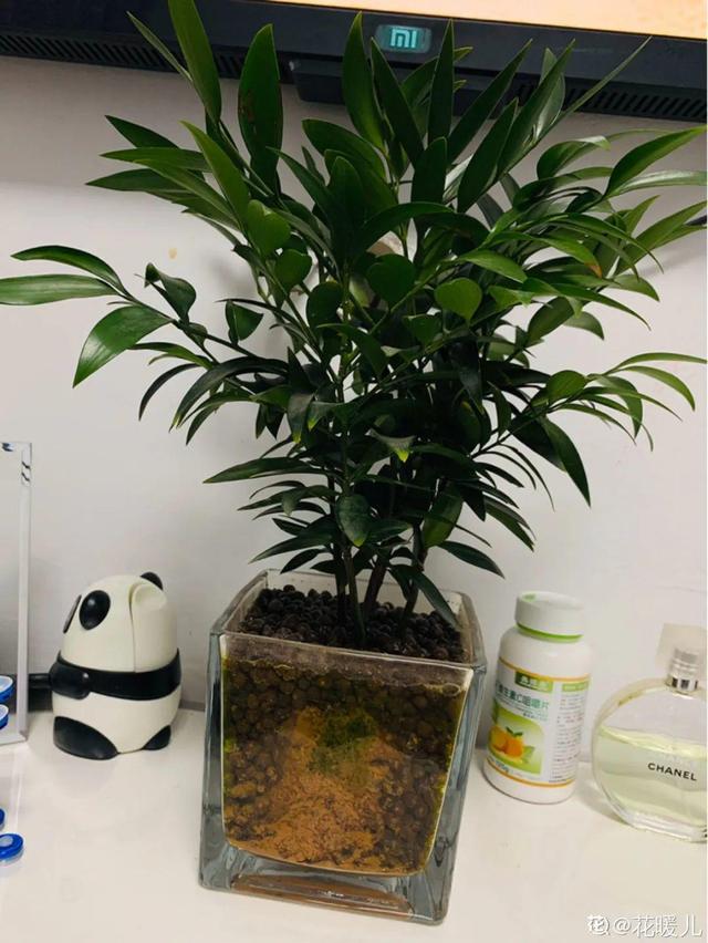 碰碰香有毒吗 碰碰香有毒吗（植物碰碰香有毒吗） 生活