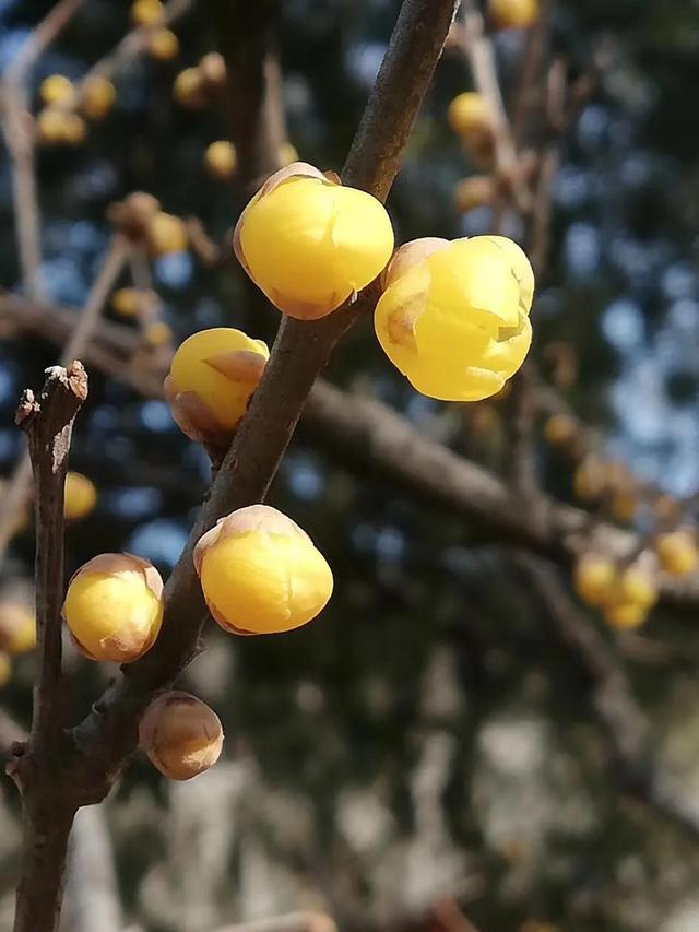 腊梅图片