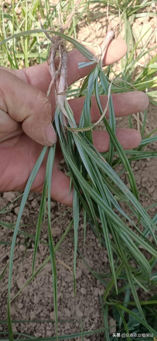 韭菜田苗后除草剂梳理（建议收藏）5