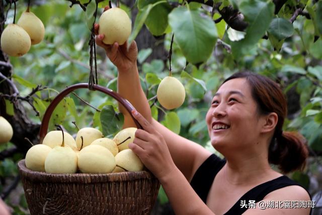 秋天宁可不吃肉，也要吃秋果王，护肝养胃又美白，生吃熟吃都美味