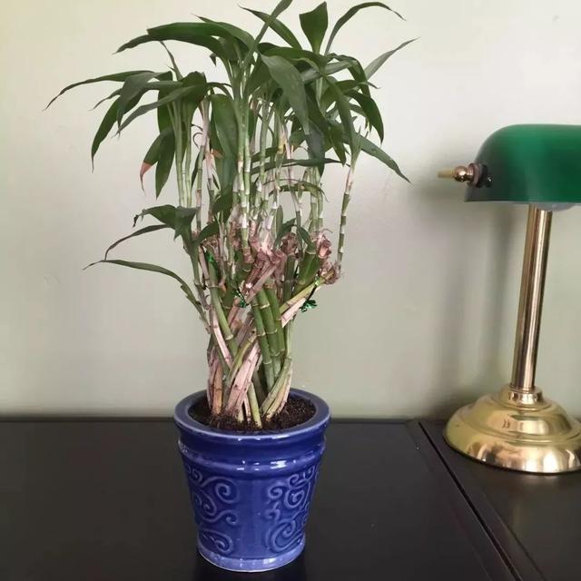 富贵竹的种植方法 富贵竹的种植方法（富贵竹如何养得好） 生活