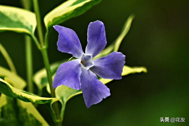 花叶蔓长春