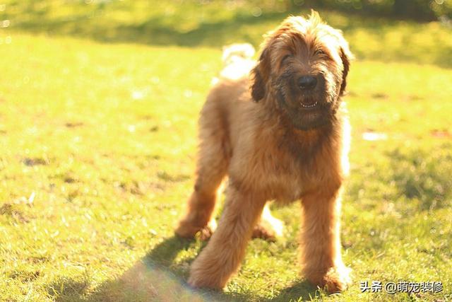 长须牧羊犬