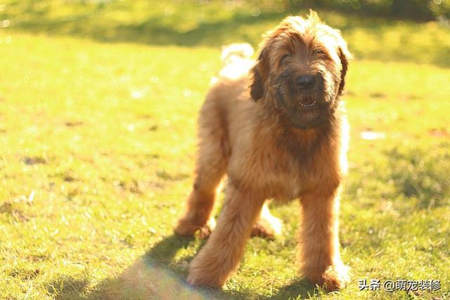 长须牧羊犬 长须牧羊犬（古代长须牧羊犬） 动物