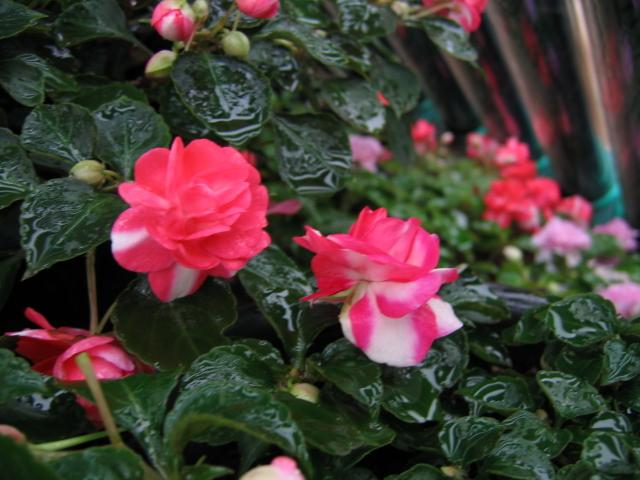 非洲凤仙花 非洲凤仙花（非洲凤仙花花期） 生活