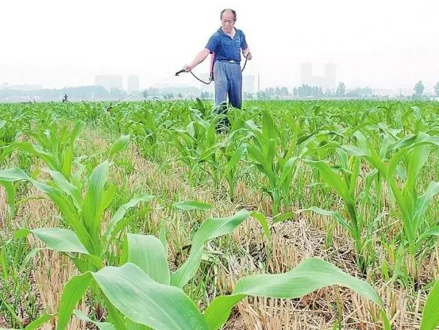 关于玉米除草剂的知识都在这里了！需要的可以收藏了3