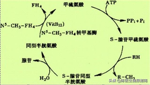 高血压补叶酸，吃多长时间合适？同型半胱氨酸高，多长时间复查？