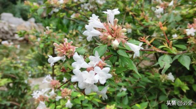 北方宿根花卉 北方宿根花卉（北方宿根花卉有哪些种类） 生活