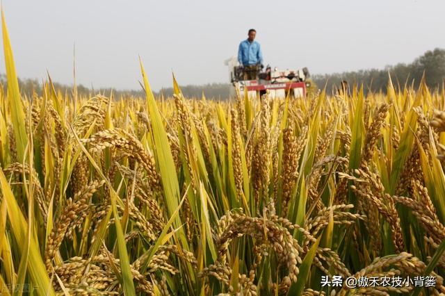 水稻什么时候收获产量最高？如何准确判断水稻最佳收获期？4