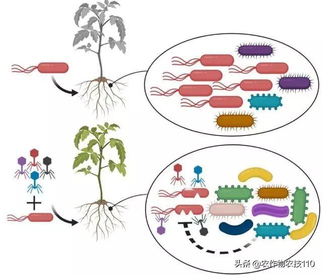 最新研究！西红柿青枯病找到了“靶向疗法”，精准灭杀很给力5