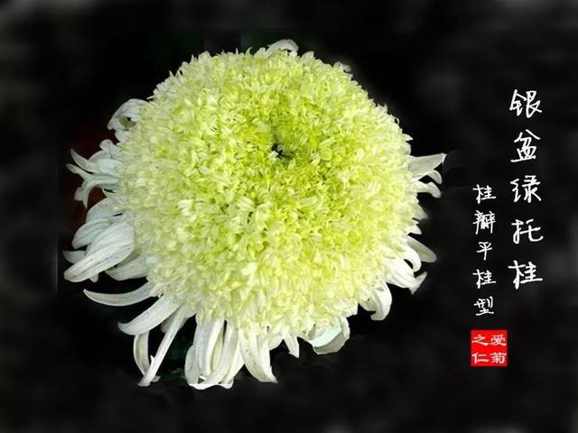 菊花的种类