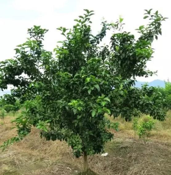 柑橘主要虫害防治药剂，药剂不是增加浓度药效就越好