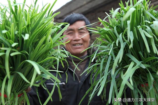 怎么让韭菜越长越粗壮，经常喷施这个叶面肥，叶片浓绿茎秆粗壮