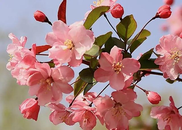 3月开什么花 3月开什么花(北方3月开什么花) 创业知识库