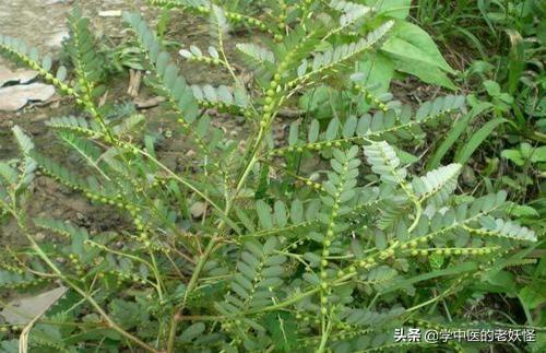 每日一中药——珍珠草