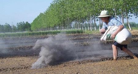 空心菜地里撒上草木灰，叶质鲜嫩肥厚，长的壮3