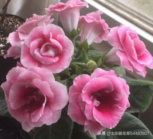 夏季我最爱的16种花卉，花期长，开花超级漂亮16