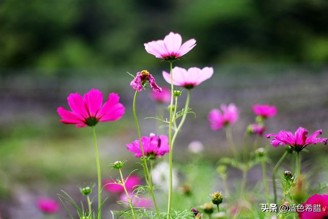 格桑花波斯菊