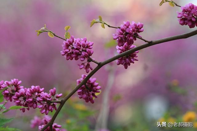 香港的市花是什么