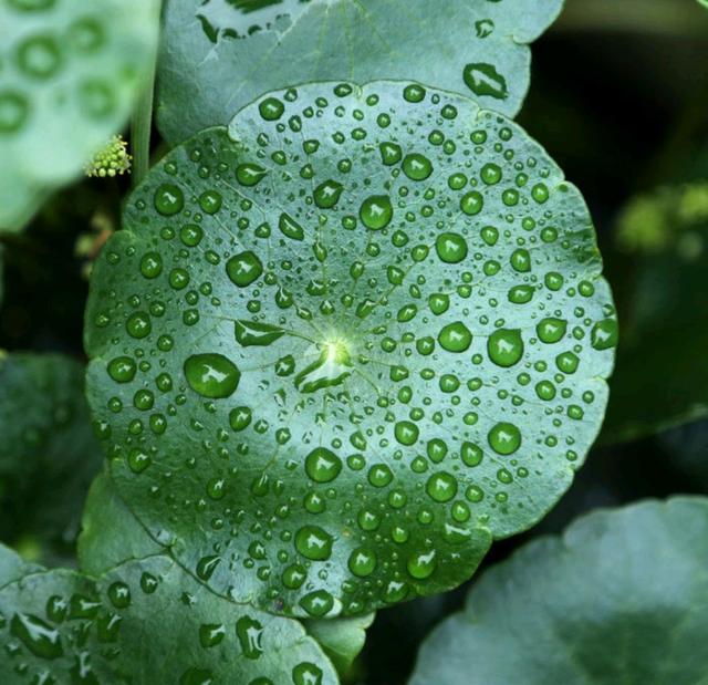 水养植物