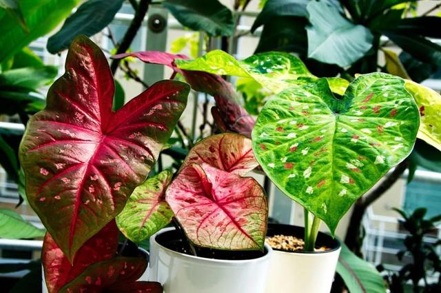 花叶芋 花叶芋（花叶玉簪） 生活