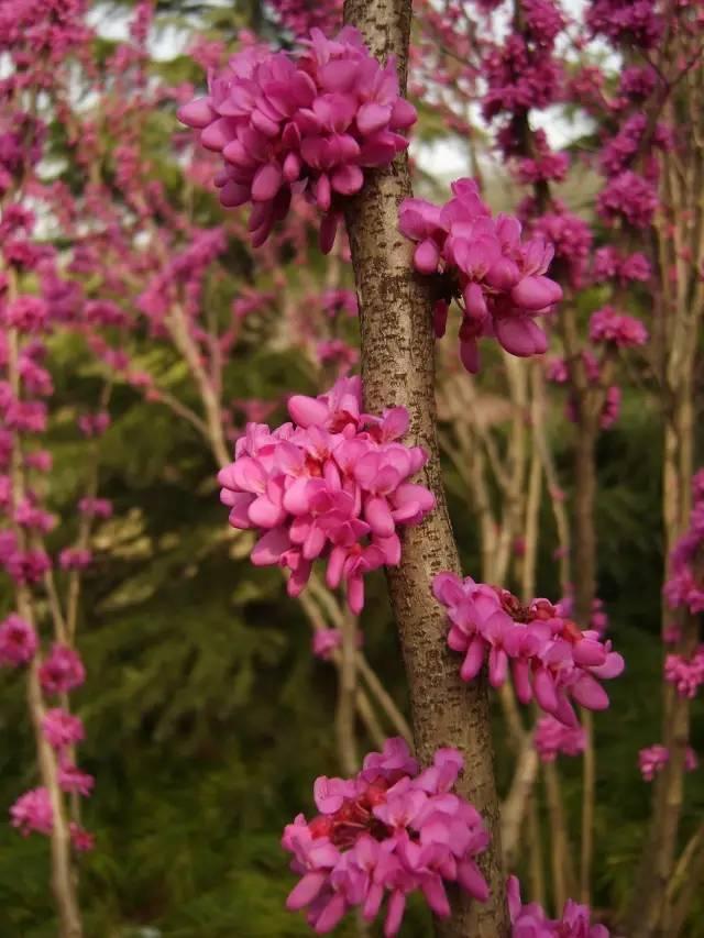 爬山虎有没有毒