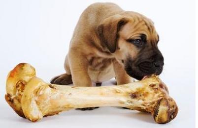 我们提倡狗以吃狗粮为主.