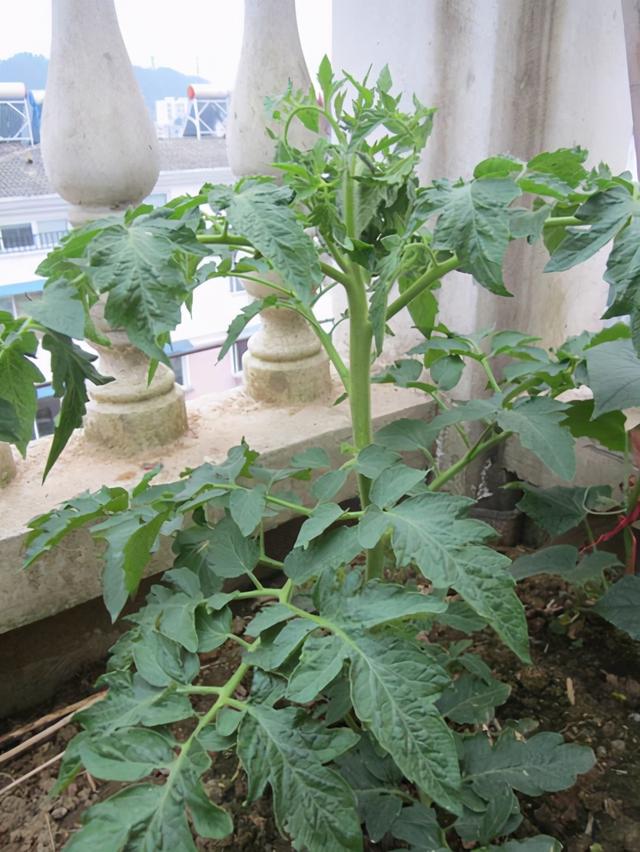 盆栽西红柿的养殖方法和注意事项（阳台种西红柿盆栽技巧）(7)