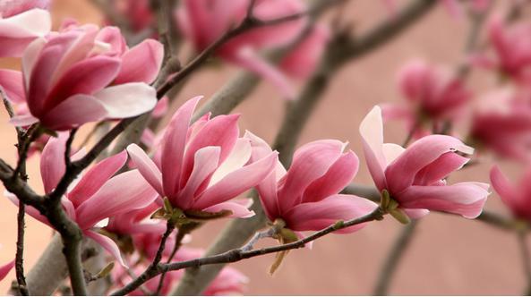 玉兰花花语