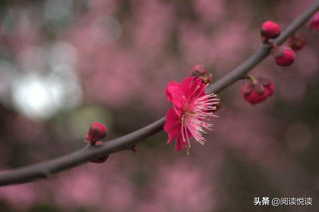 梅花的品质和精神